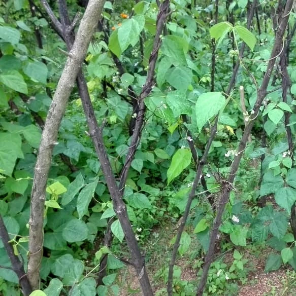 Bawlana Organic Farmers