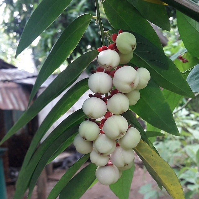 UVA WELLASSA WOMEN ORGANIZATION