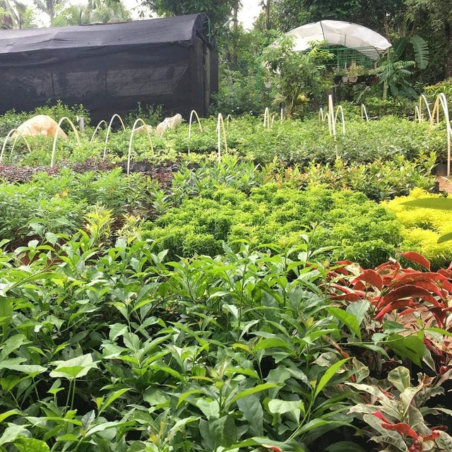 Elpitiya Plant Nursery