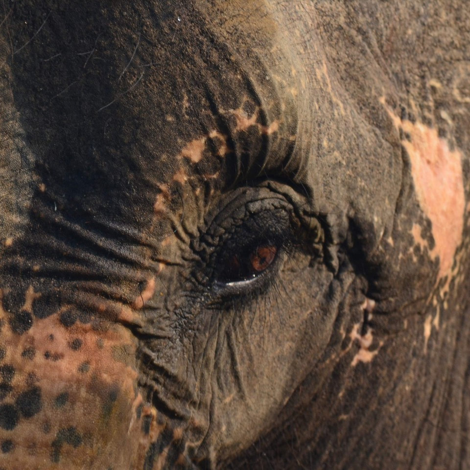 Stand Up 4 Elephants