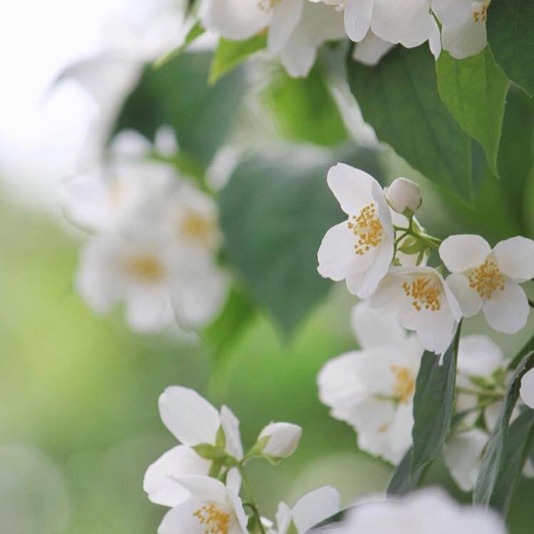 The Jasmine Foundation