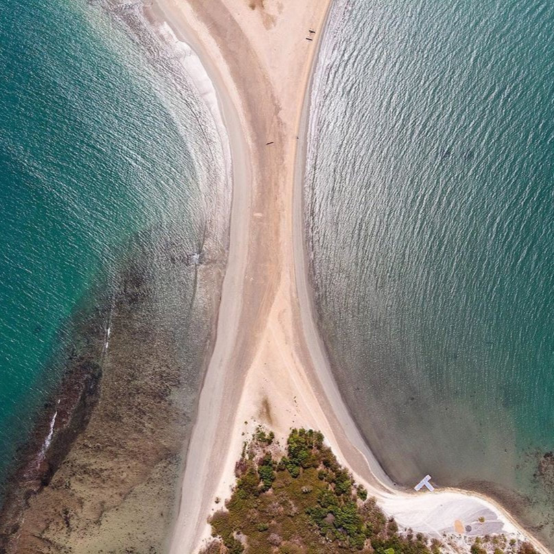 Parrotfish collective