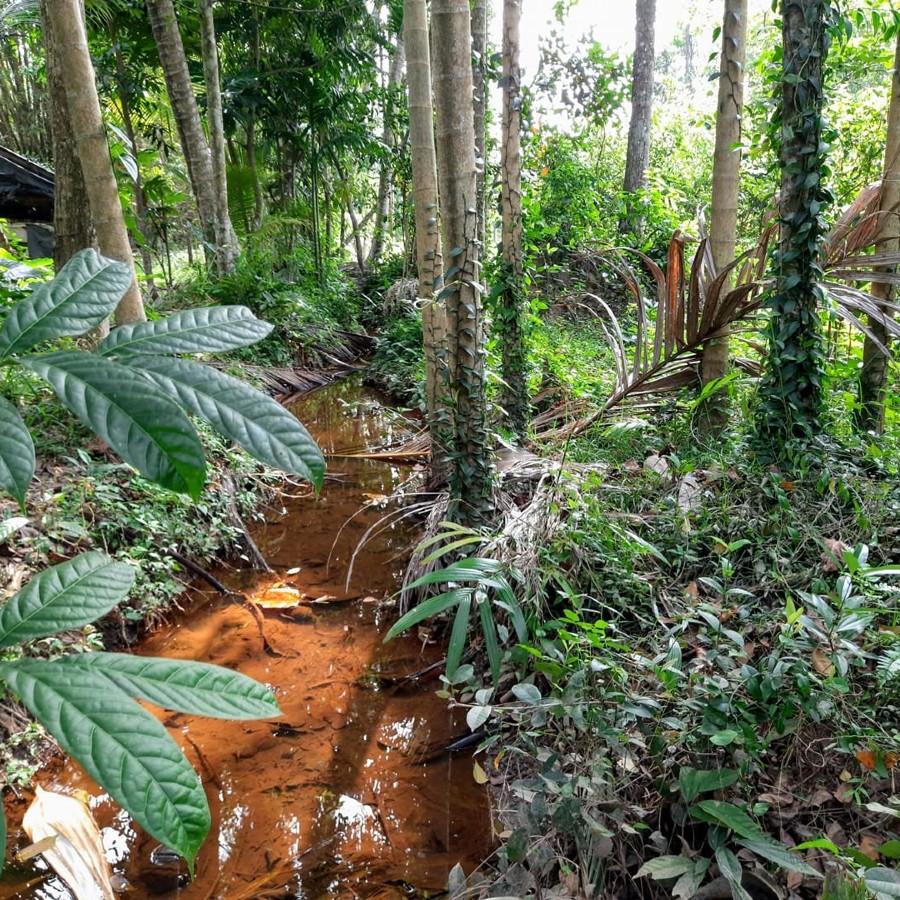 Danansooriya Home Gardens