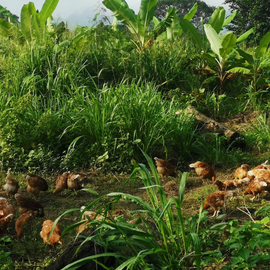 Pothanegama Free Range Eggs